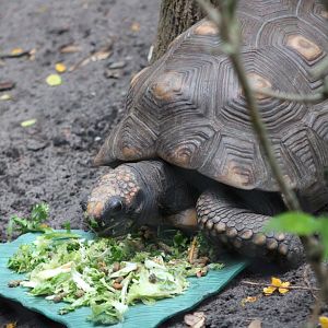 Yellow-Footed Tortoise (Chelonoidis denticulatus)