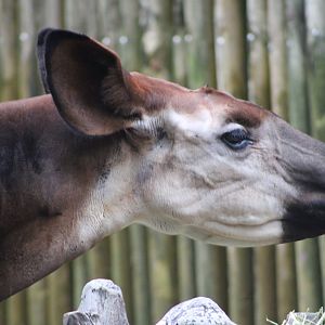 Okapi Portrait (Okapia johnstoni)