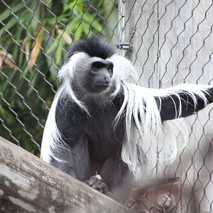 Angolan Colobus (Colobus angolensis ssp.)