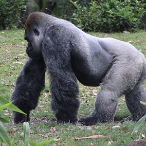 Western Lowland Gorilla (G. g. gorilla)