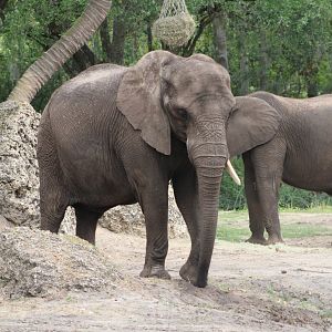 African Bush Elephants (Loxodonta africana)