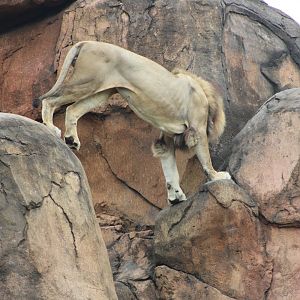 “The King’s Descent” (Panthera leo ssp).