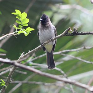 Bulbul ID - Disney’s Animal Kingdom