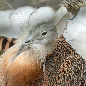 Great Bustard, CWP, UK