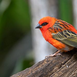 Madagascar / Red Fody, CWP, UK