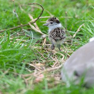 Masked Lapwing Chick, CWP, UK