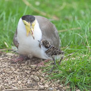 Masked Lapwing Chick, CWP, UK