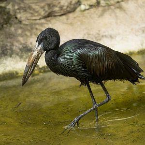 African Openbill stork, CWP, UK