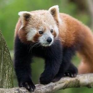 Red Panda, CWP, UK