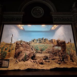 North American Deserts terrarium