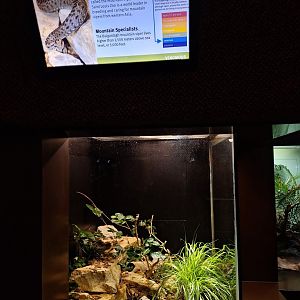 Bulgardagh mountain viper enclosure