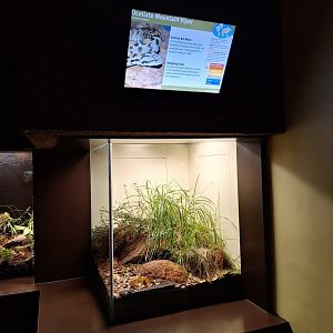 Ocellate Mountain Viper terrarium