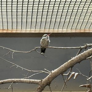 Broad Billed Hummingbird