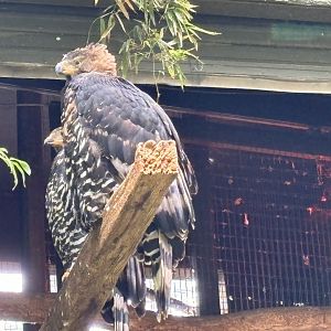 African Crested Eagle