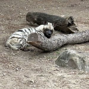 Striped Hyena