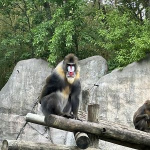 Mandrill
