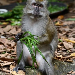 Wild Long-tailed Macaque (Macaca fascicularis)