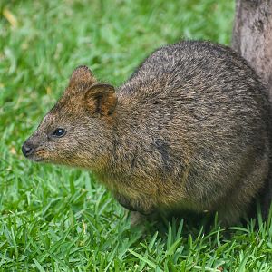 Quokka