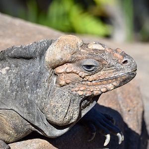 Rhinoceros Iguana