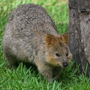 Quokka