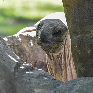 Aldabra Giant Tortoise