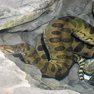 Green Anaconda