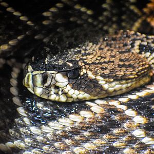 Eastern Diamondback Rattlesnake