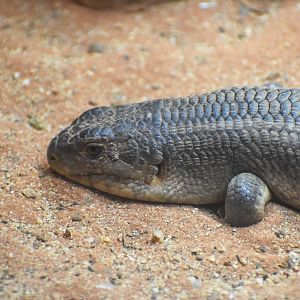 Yakka Skink