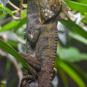 Boyd's Forest Dragon