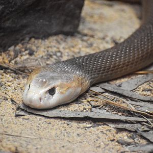 Coastal Taipan