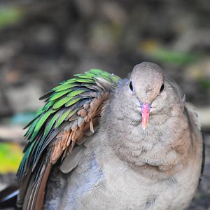 Pacific Emerald Dove