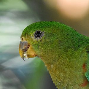 Australian King Parrot