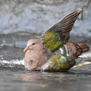 bathing Pacific Emerald Dove