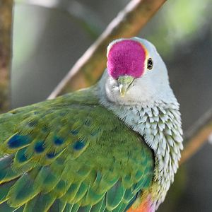 Rose-crowned Fruit-Dove