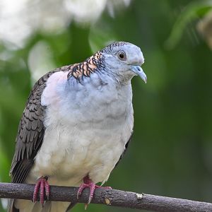 Bar-shouldered Dove