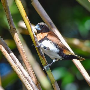 Chestnut-breasted Mannikin