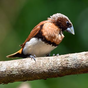 Chestnut-breasted Mannikin