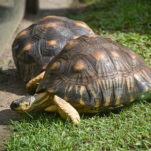 Radiated Tortoises