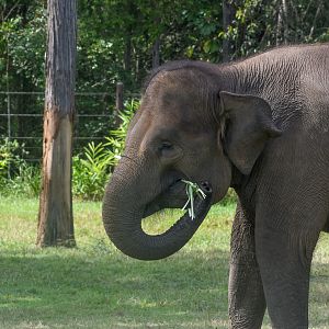 Sumatran Elephant