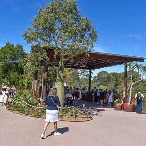 Cheetah Viewing Area