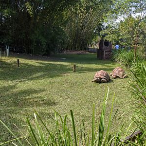 Aldabra Giant Tortoise enclosure