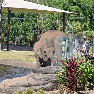 Sumatran Elephant spraying water at keeper