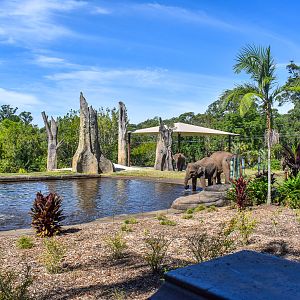 Sumatran Elephants entering pool