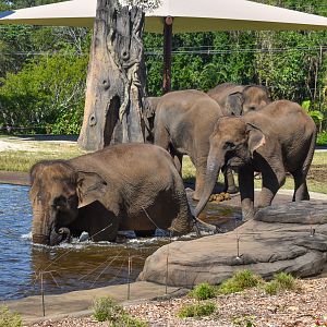 All four Sumatran Elephants