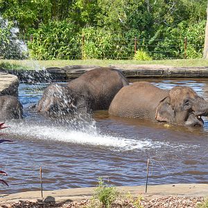 Sumatran Elephants in pool
