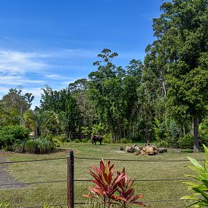 Sumatran elephant enclosure
