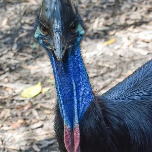 Southern Cassowary
