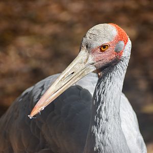 Brolga