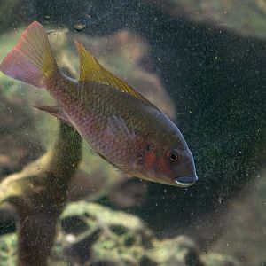 Fish ID - Botanical garden Na Slupi Praha