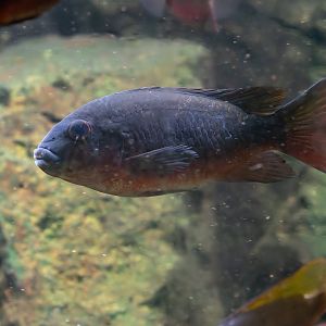 Fish ID - Botanical garden Na Slupi Praha